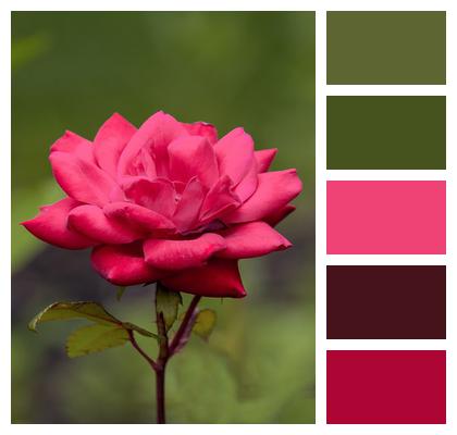 Phone Wallpaper Rose Flower Image